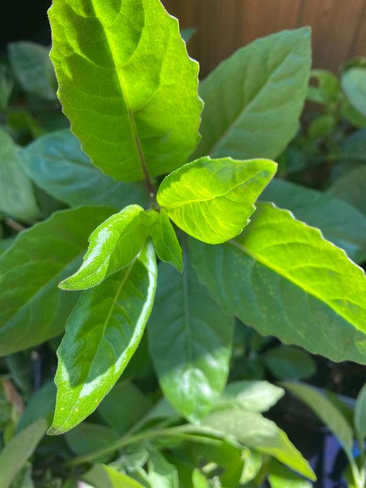 Longevity Spinach a Rare Diabetics Plant For Herbal Lover / Gynura procumbens LESS THAN HALF PRICE SALE