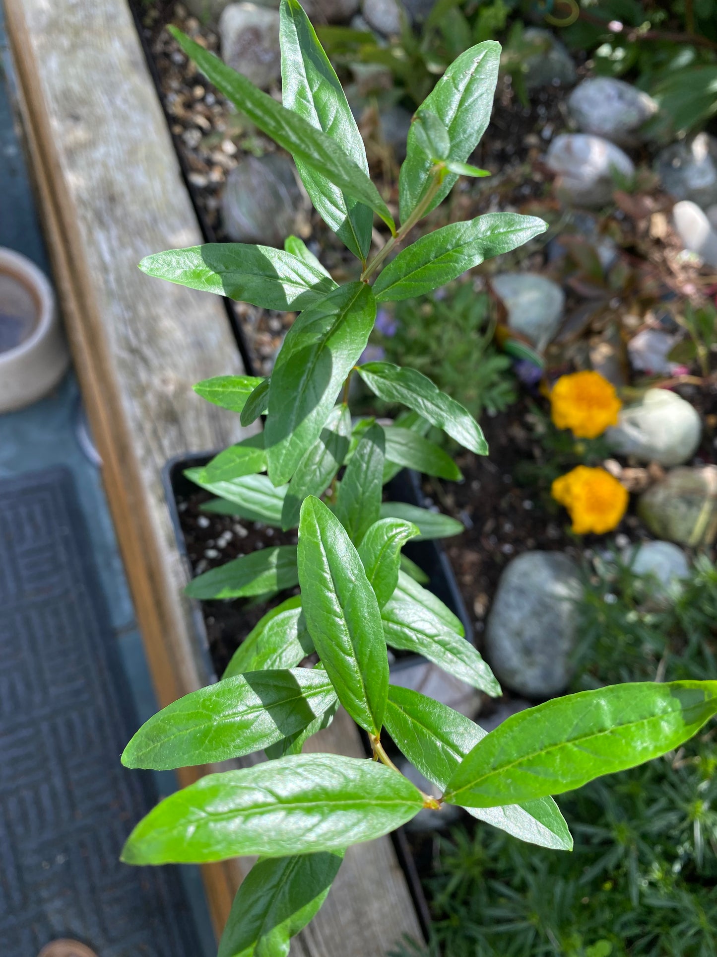 Pomegranate Fruit Plant