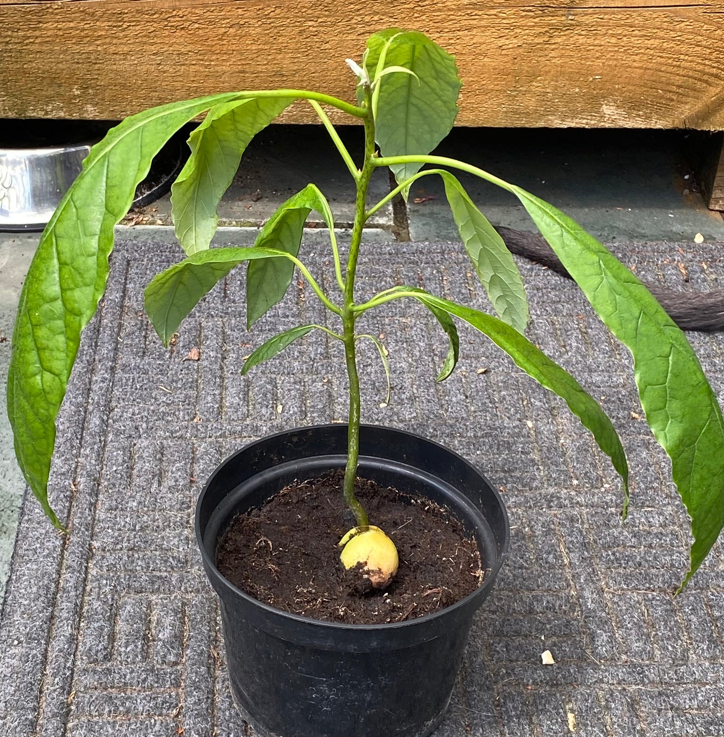 Avocado Plant