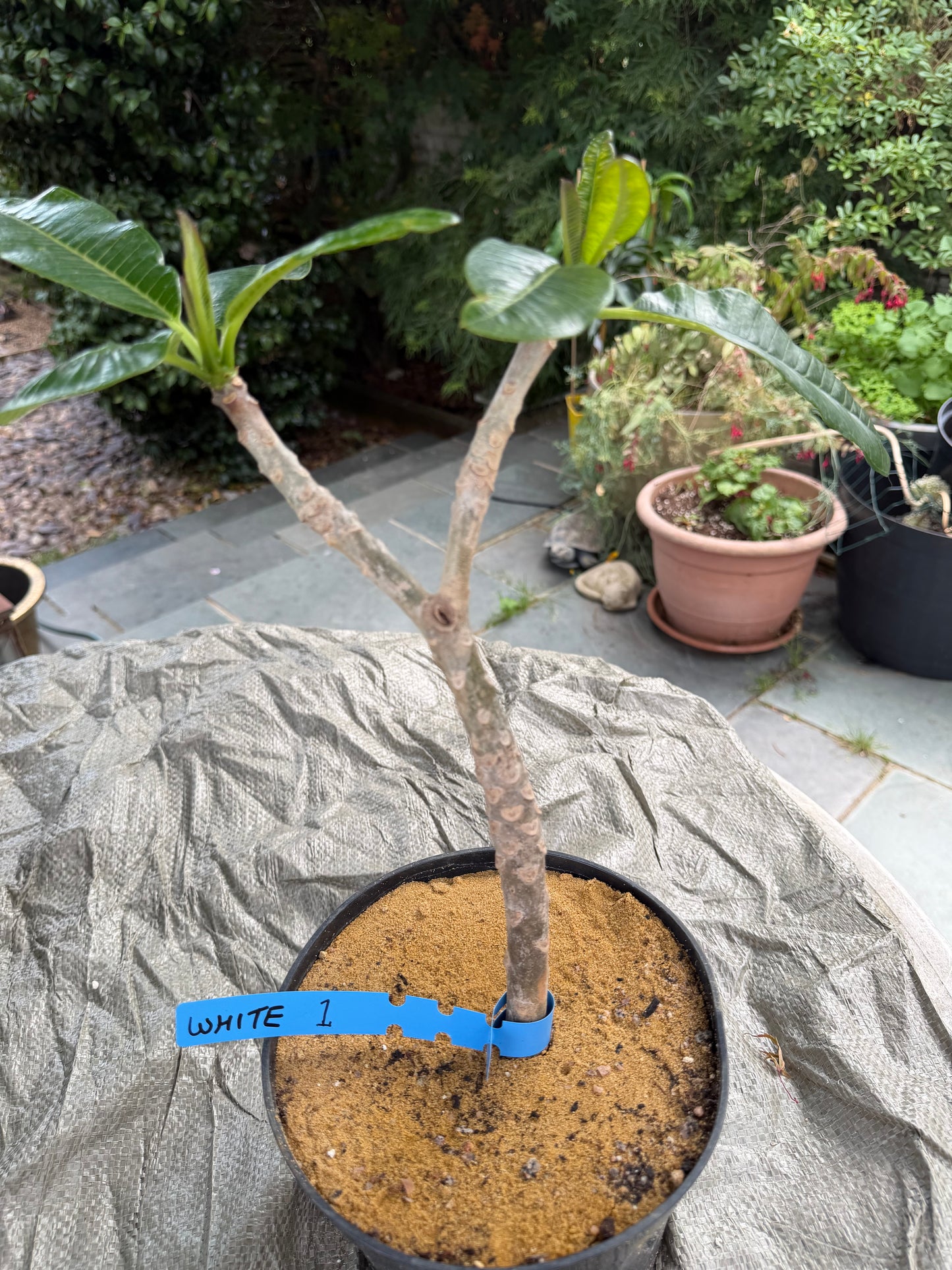 White Plumeria / Frangipani Plant