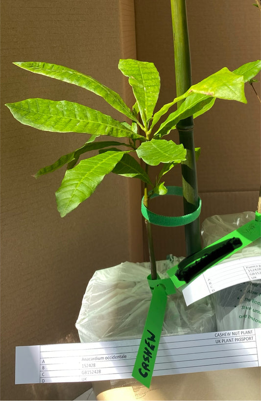 Cashew Nut Plant (Kaju) SALE...  SALE...  SALE...  SALE...