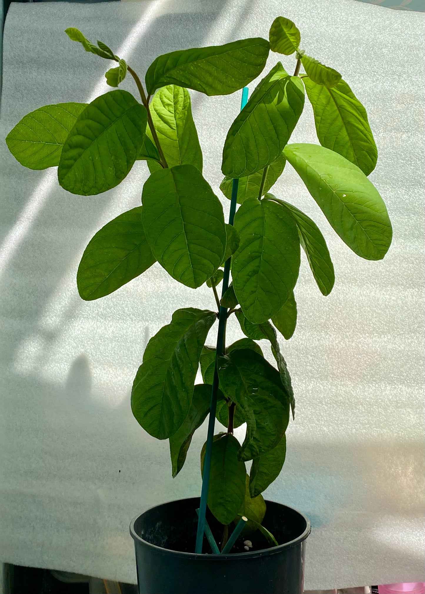 Guava Fruit Plant - Pink Pear