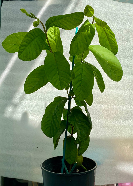 Guava Fruit Plant - Pink Pear