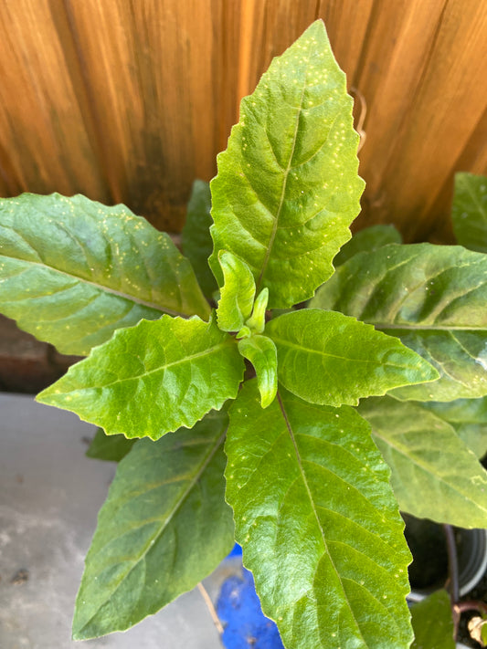 Longevity Spinach a Rare Diabetics Plant For Herbal Lover / Gynura procumbens LESS THAN HALF PRICE SALE