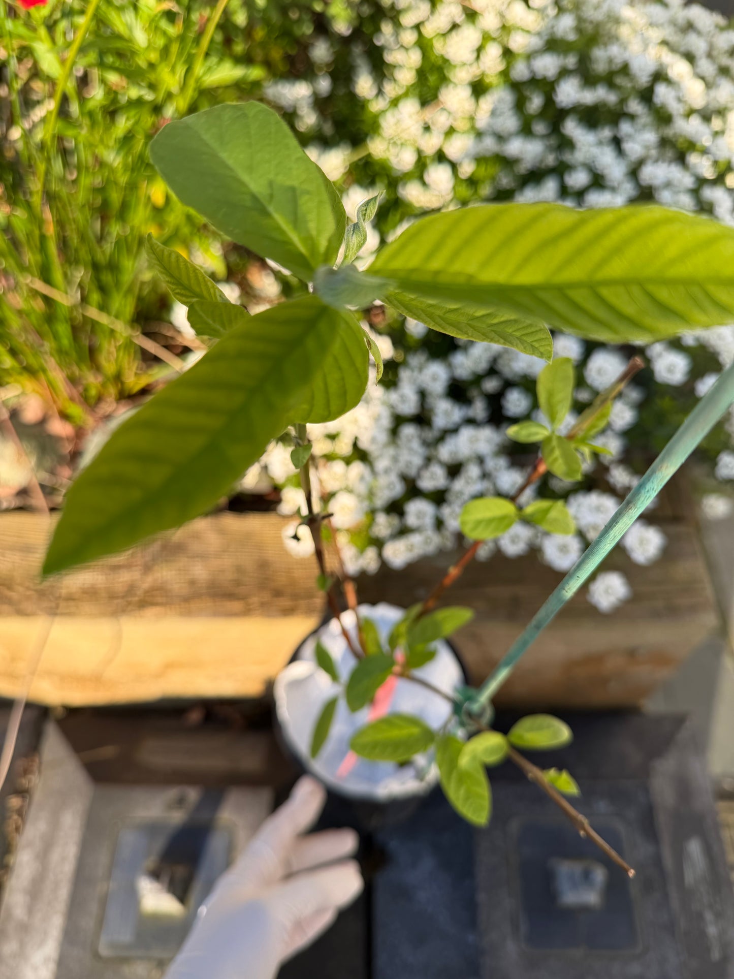Guava Fruit Plant - Pink Pear
