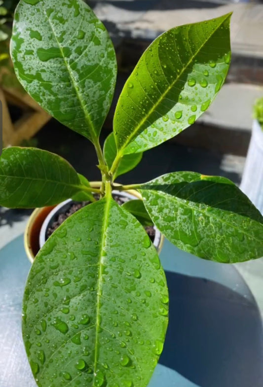 Mixed Colour Plumeria / Frangipani Plant