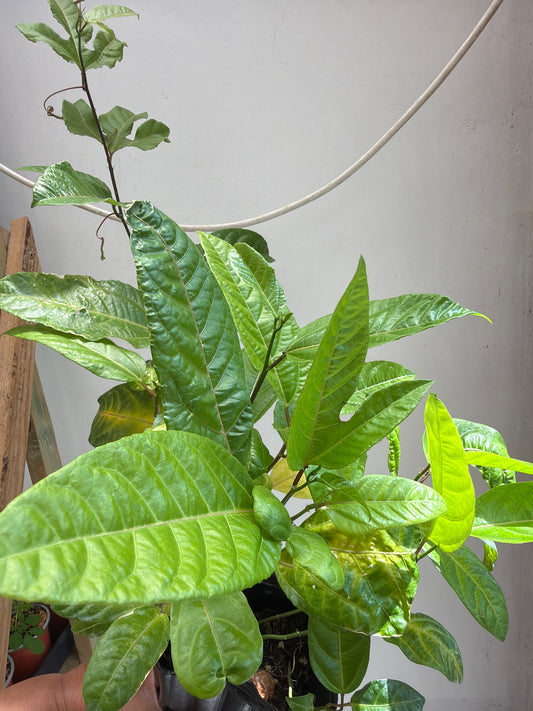 Passion Fruit Plant / Passiflora edulis