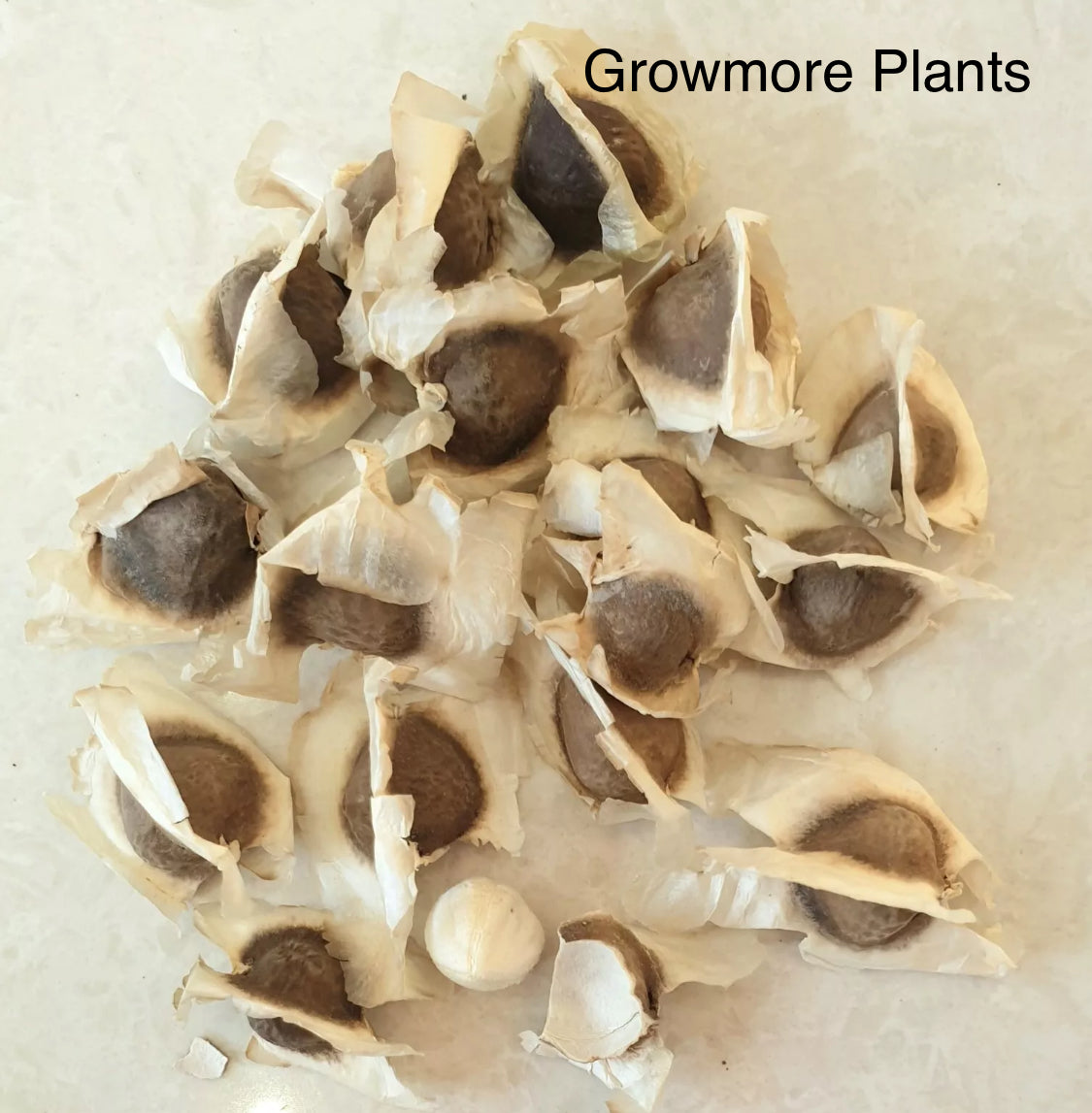 7 Moringa Seeds