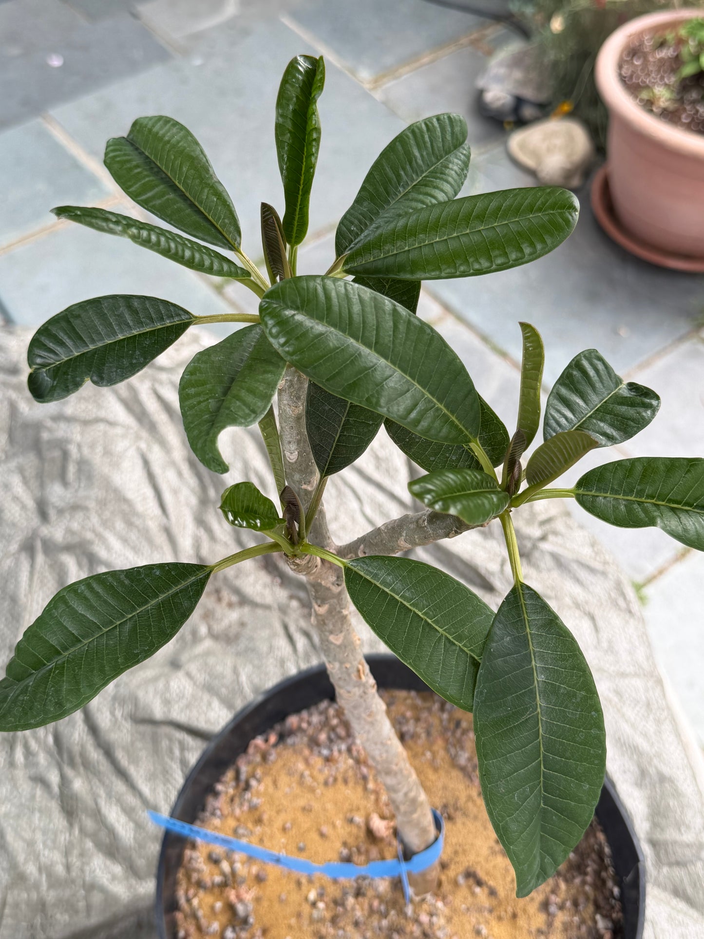 White Plumeria / Frangipani Plant