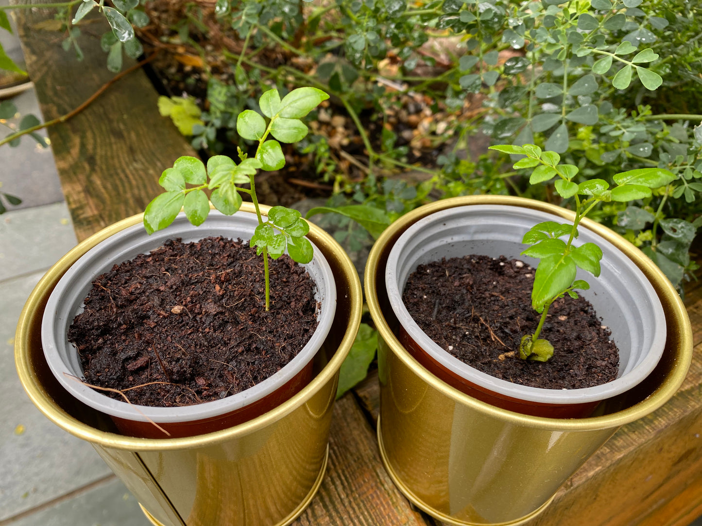 Curry Leaf Plant Seedling