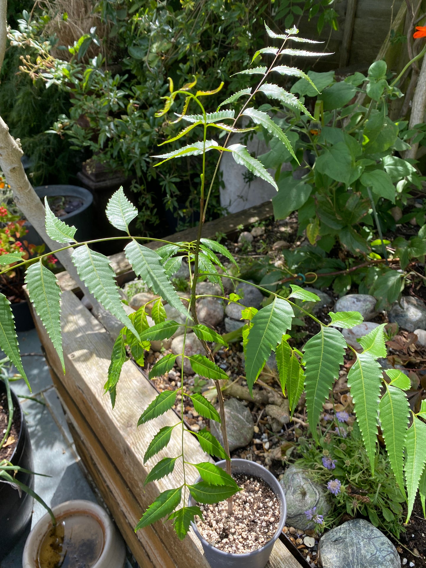 3 year old Neem Plant (Azadirachta indica)