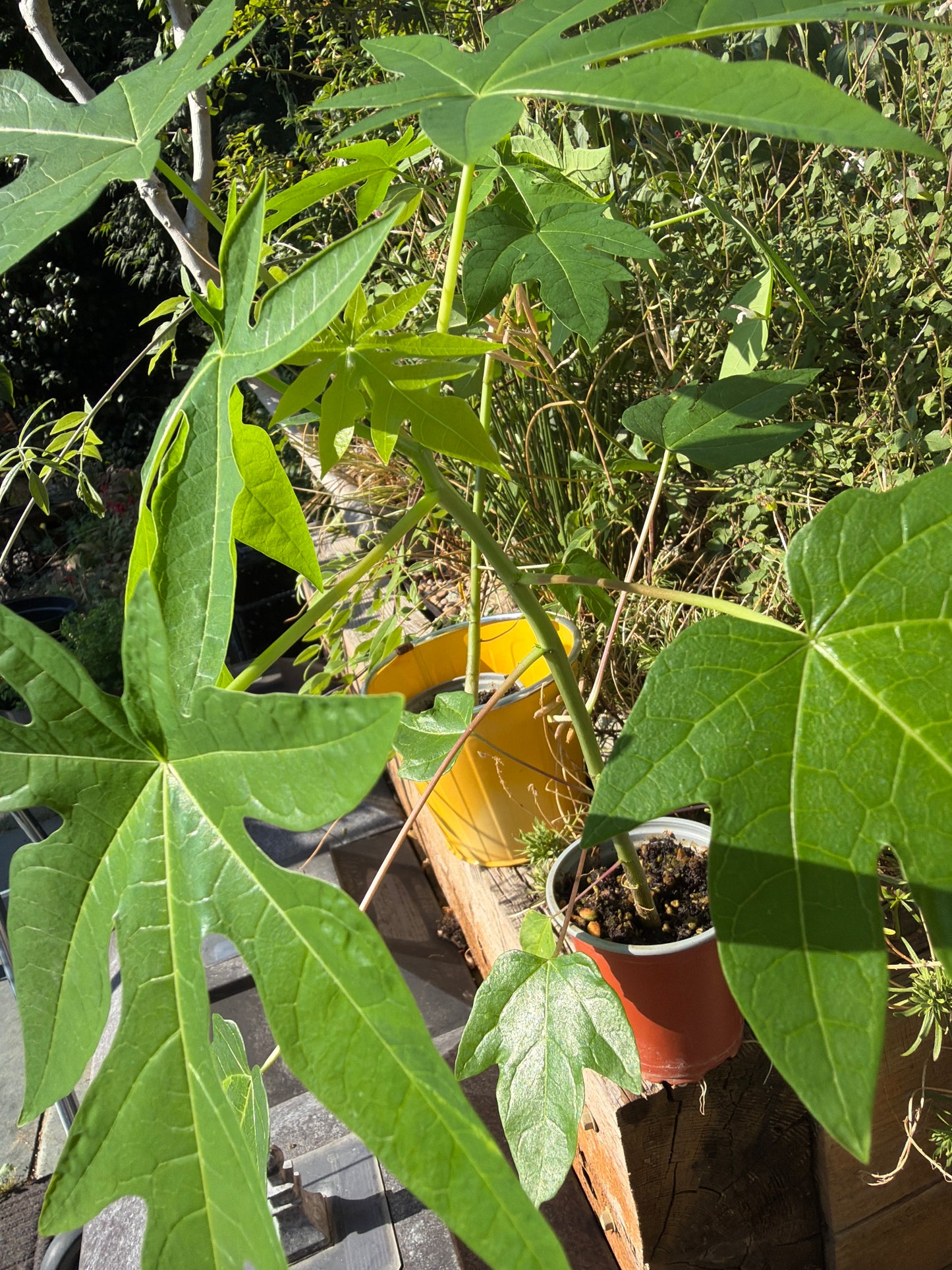 Papaya Plant - Sale