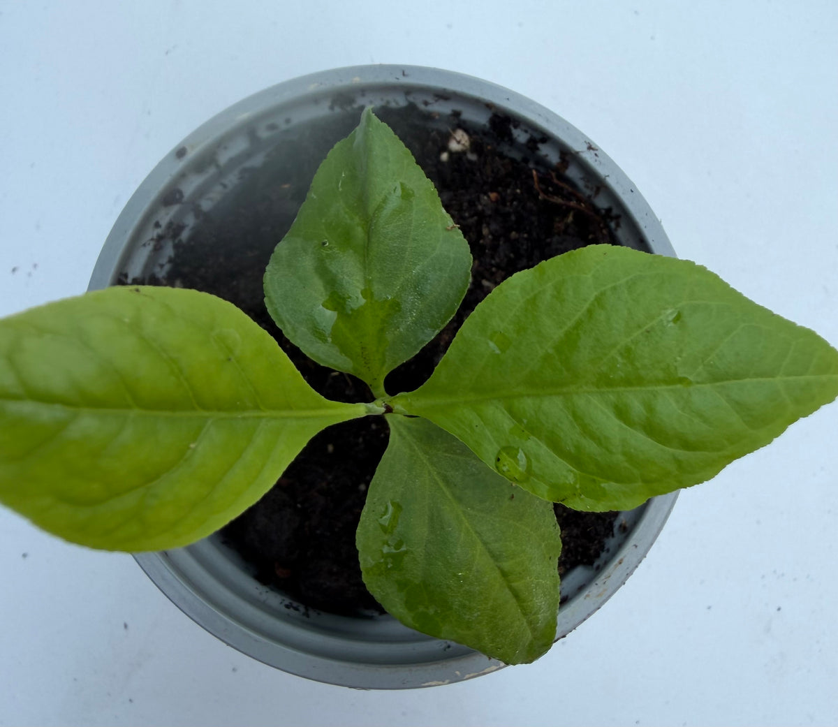 SALE SALE Bilva Plant or Bel tree (Aegle Marmelos)