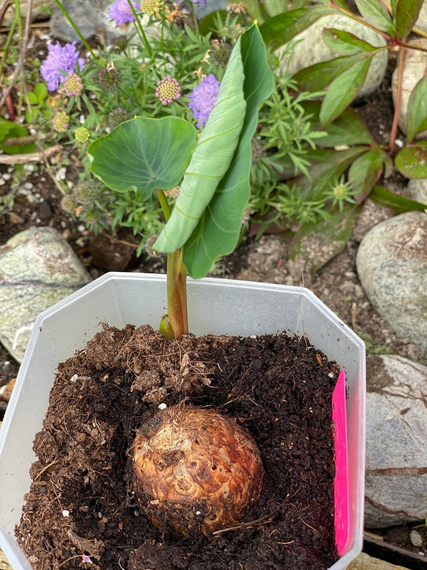 Colocasia /Taro / Edible Patra Plant - 1 rooted bulb with leaves