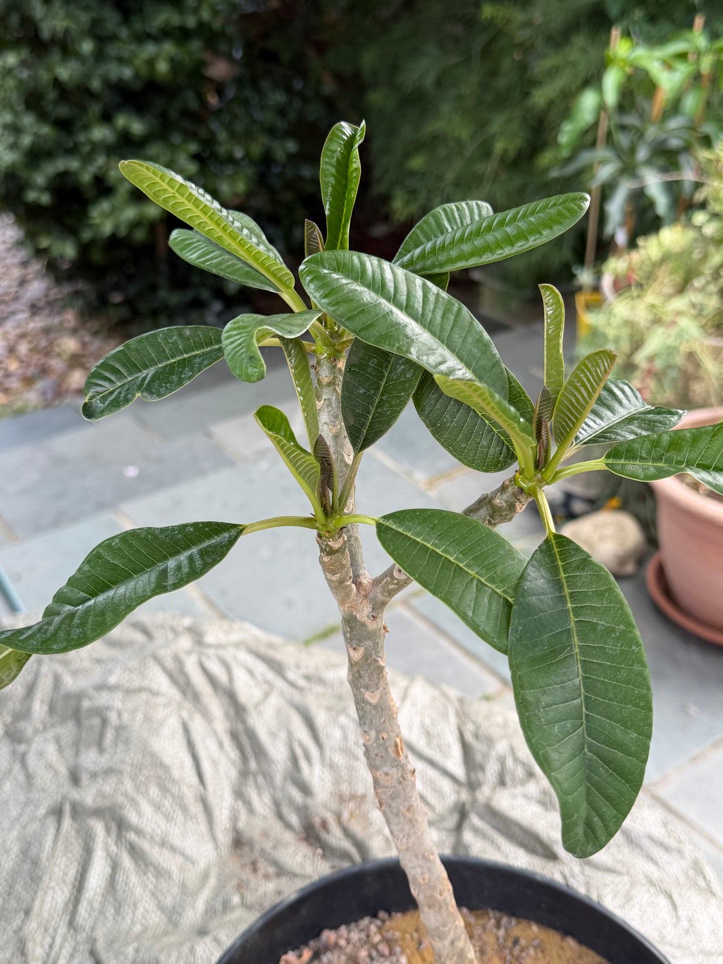 White Plumeria / Frangipani Plant
