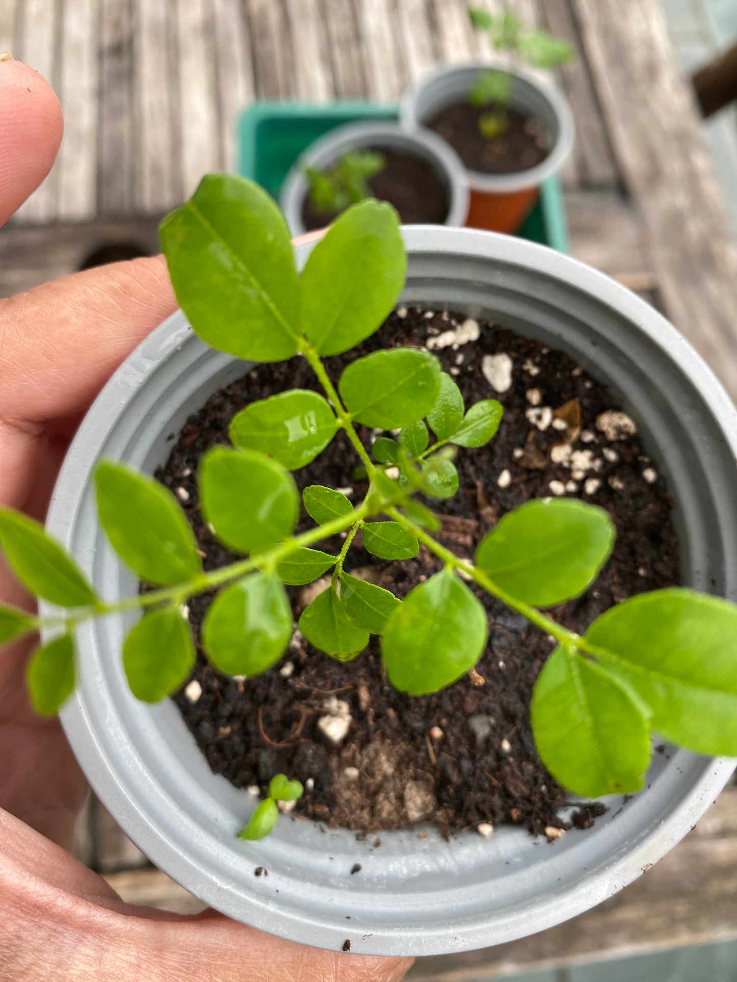 Curry Leaf Plant Seedling