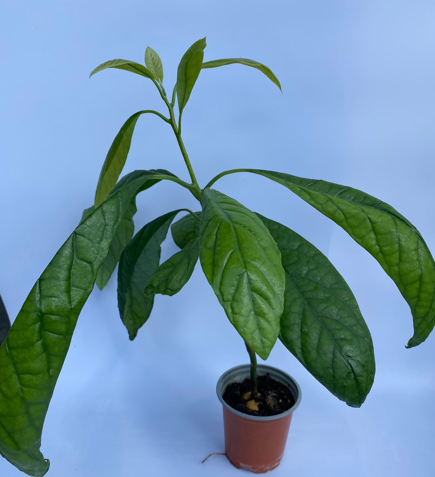 Avocado Plant