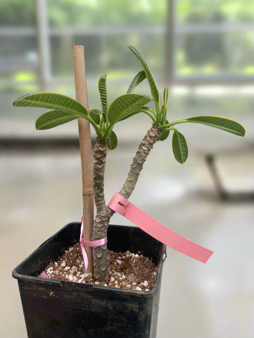 Pink Dwarf Plumeria / Frangipani Plant SALE SALE SALE