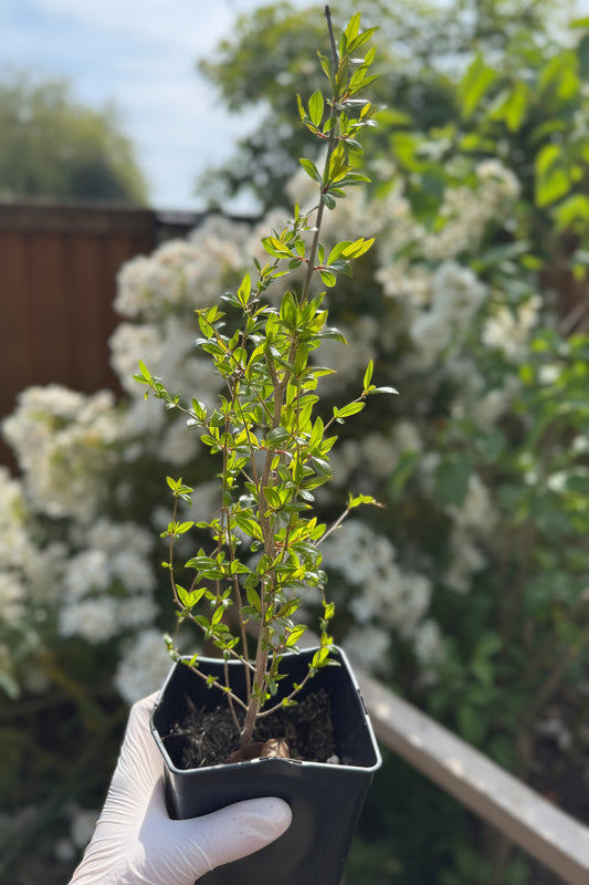4 Year old Pomegranate Fruit Bush