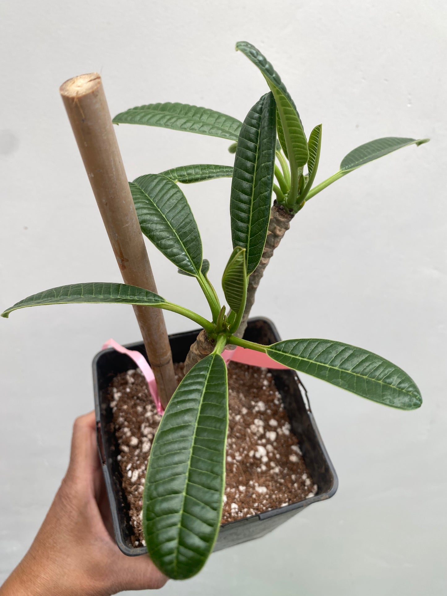 Pink Dwarf Plumeria / Frangipani Plant SALE SALE SALE