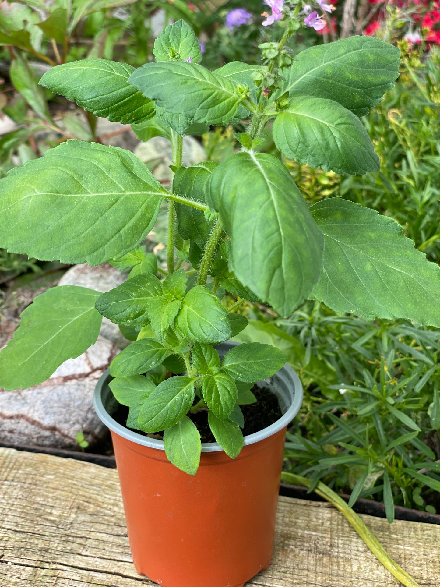 Tulsi Plant (Holy Basil)