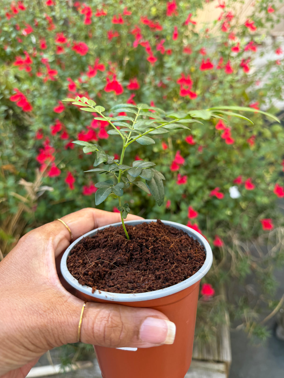 Curry Leaf Plant 9cm pot