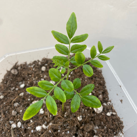 Curry Leaf Seedling in a Root Control Pot