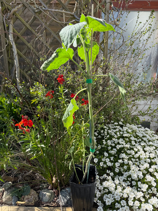 Cape Gooseberry, Physalis peruviana, Chinese Lantern