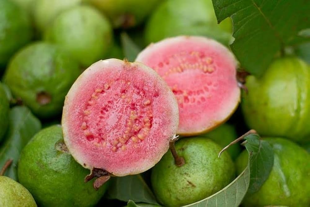 Guava Fruit Plant - Pink Pear