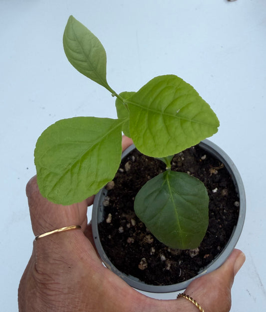 SALE SALE Bilva Plant or Bel tree (Aegle Marmelos)