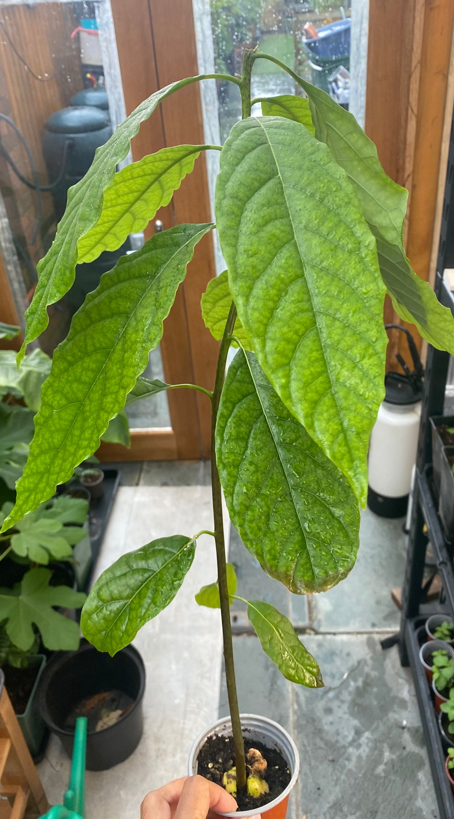 Avocado Plant