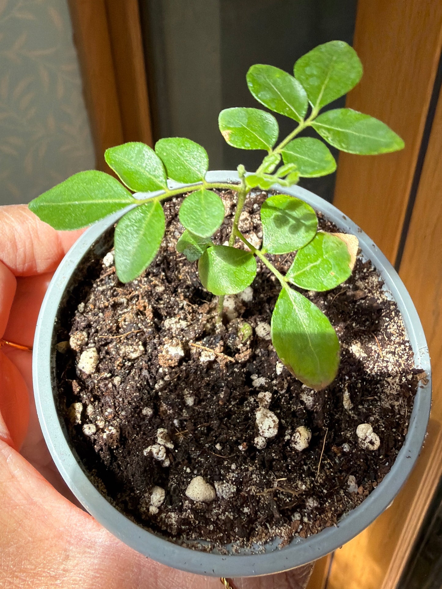 Curry Leaf Plant 9cm pot