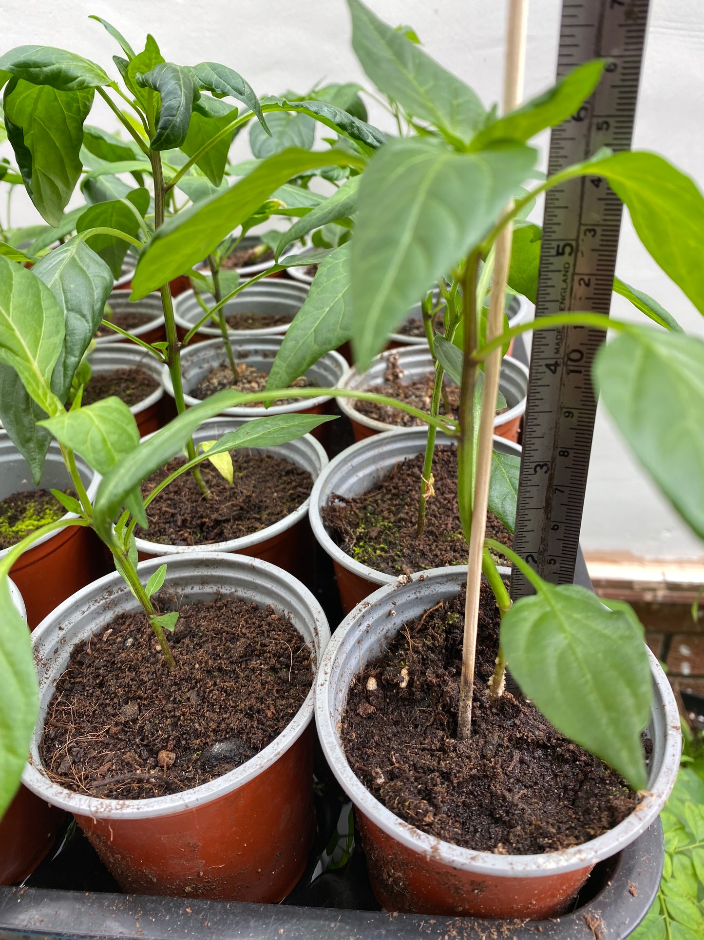 Desi Red Hot Chili Plant