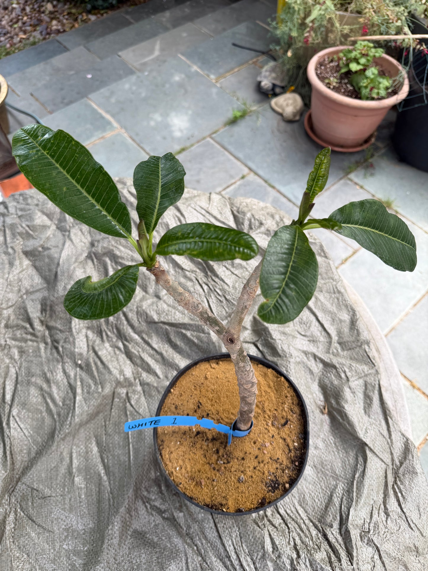 White Plumeria / Frangipani Plant