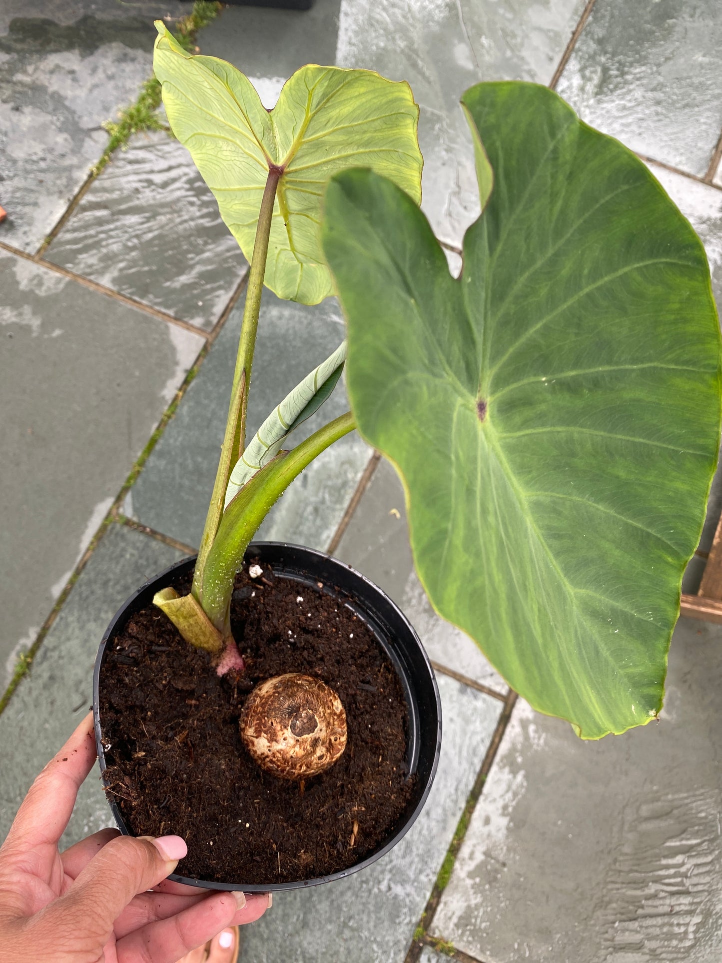 Colocasia /Taro / Edible Patra Plant - 1 rooted bulb with leaves