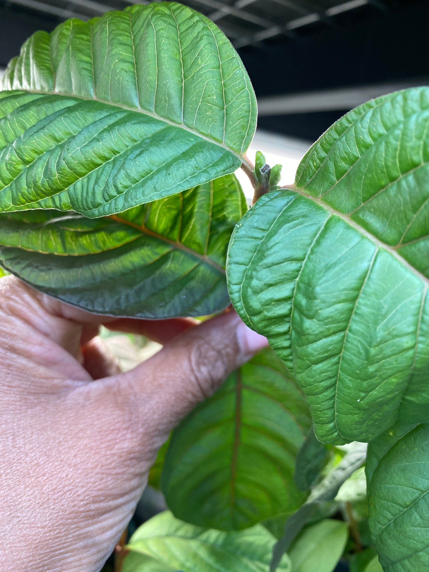 Guava Fruit Plant - Pink Pear