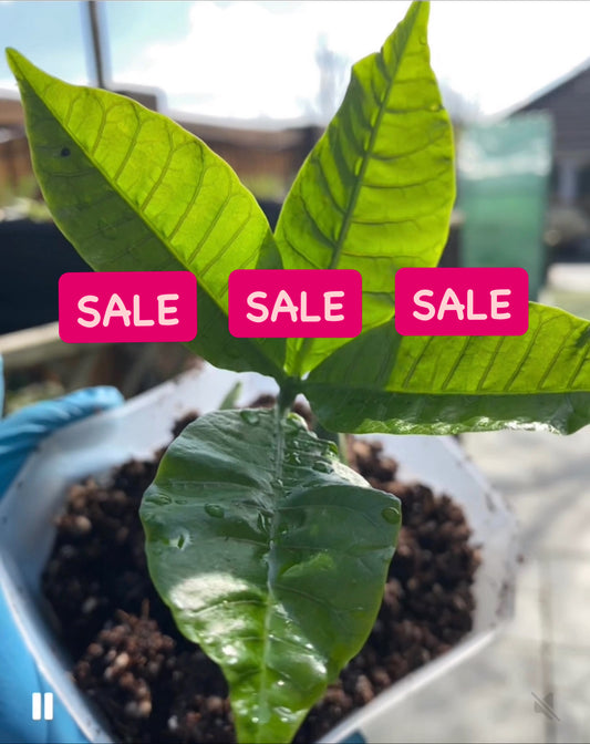 Cashew Nut Plant (Kaju) SALE...  SALE...  SALE...  SALE...