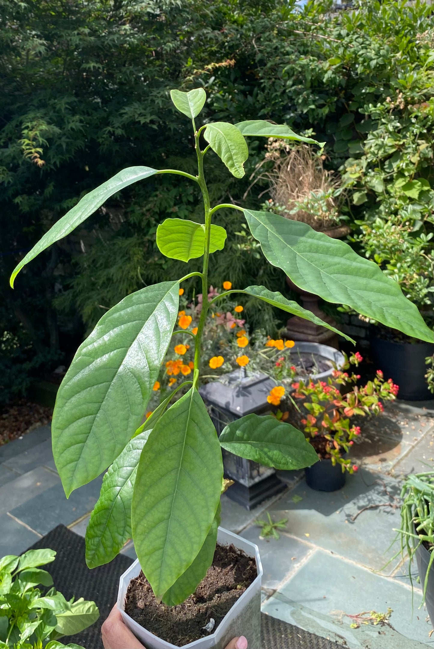 Avocado Plant