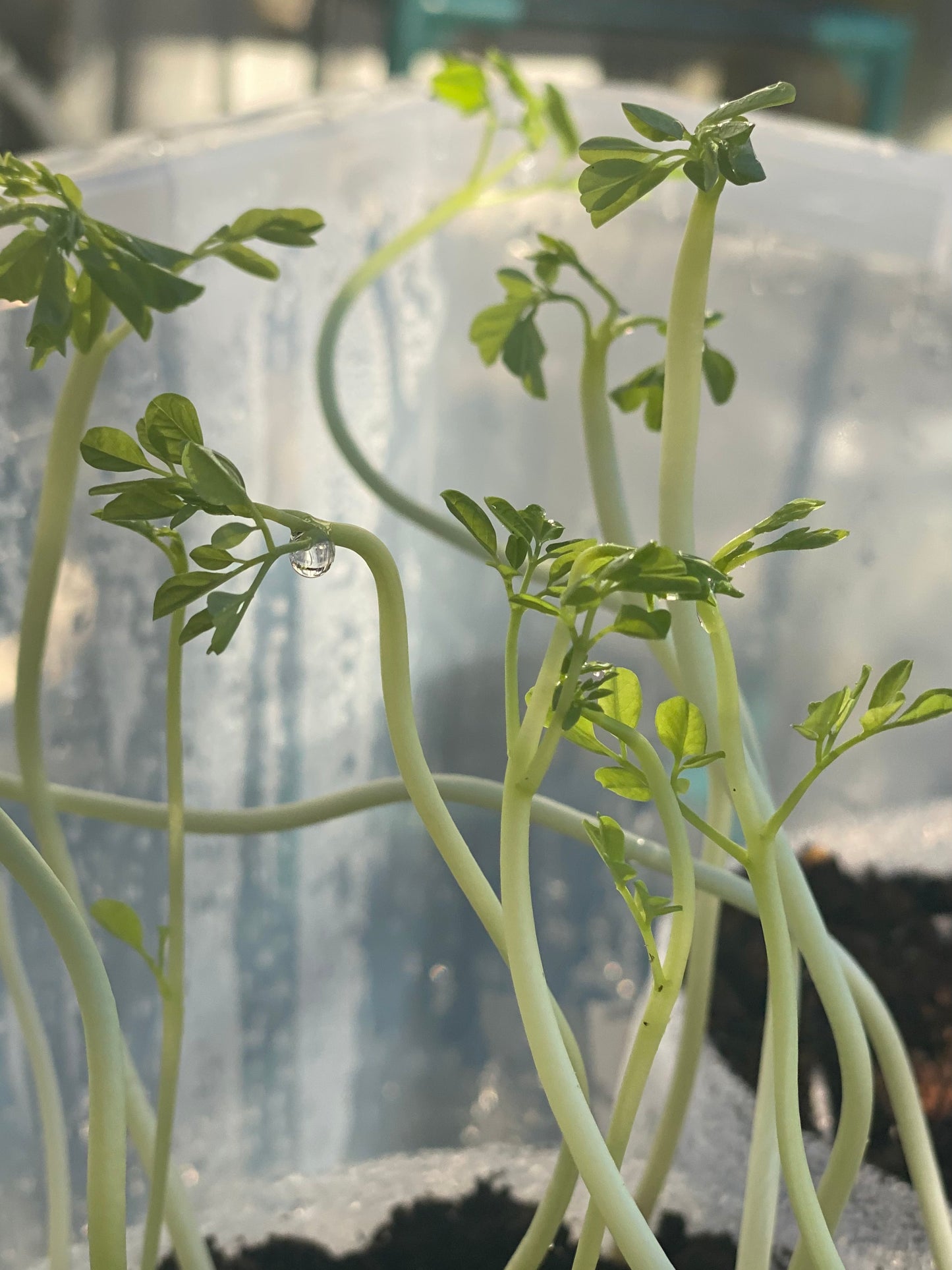 4 Moringa seedlings