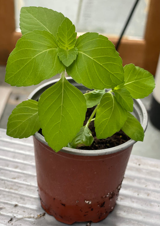 2 small Tulsi Plants - (Holy Basil)