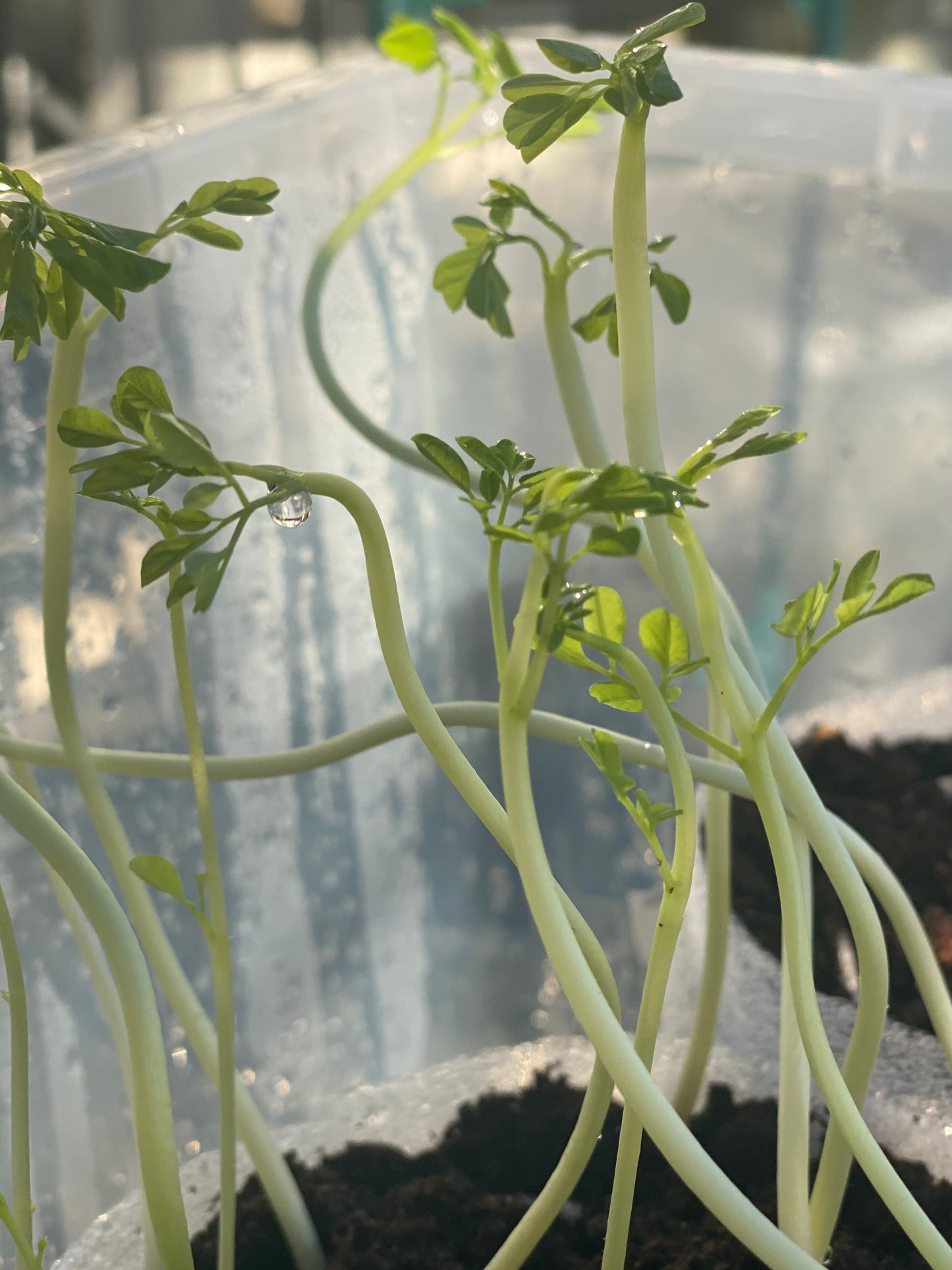 4 Moringa seedlings