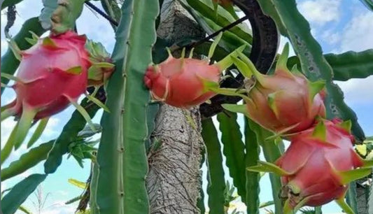 Red dragon fruit / Pitaya