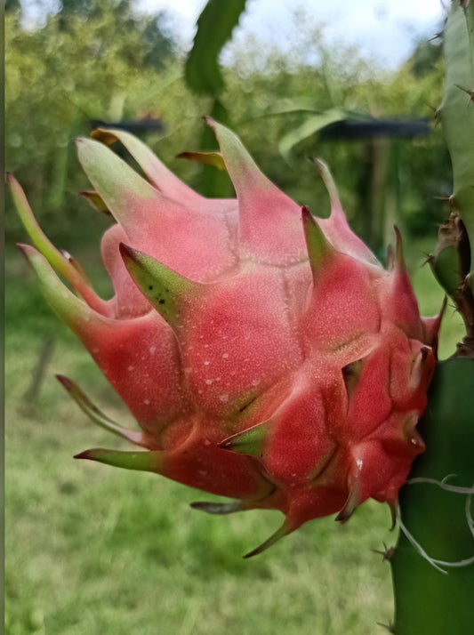 Red dragon fruit / Pitaya