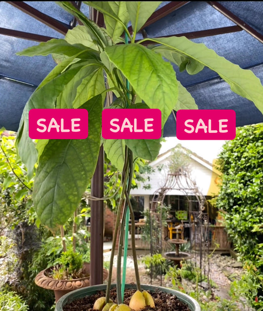 3 Avocado Plants for Art / Braiding HALF PRICE SALE