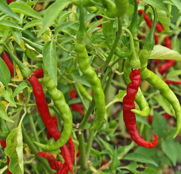 Desi Red Hot Chili Plant