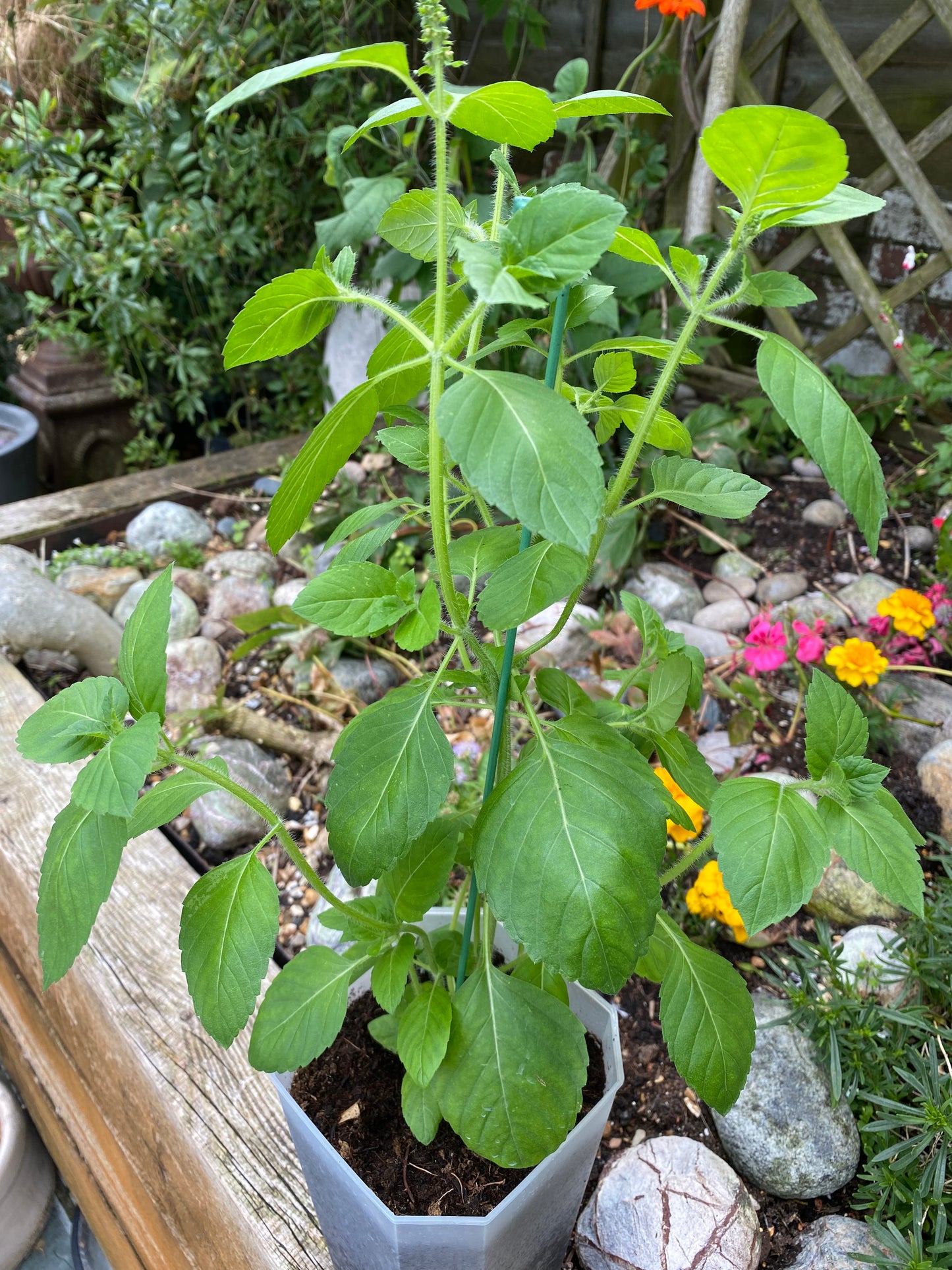 Tulsi Plant (Holy Basil) Root Control Pot