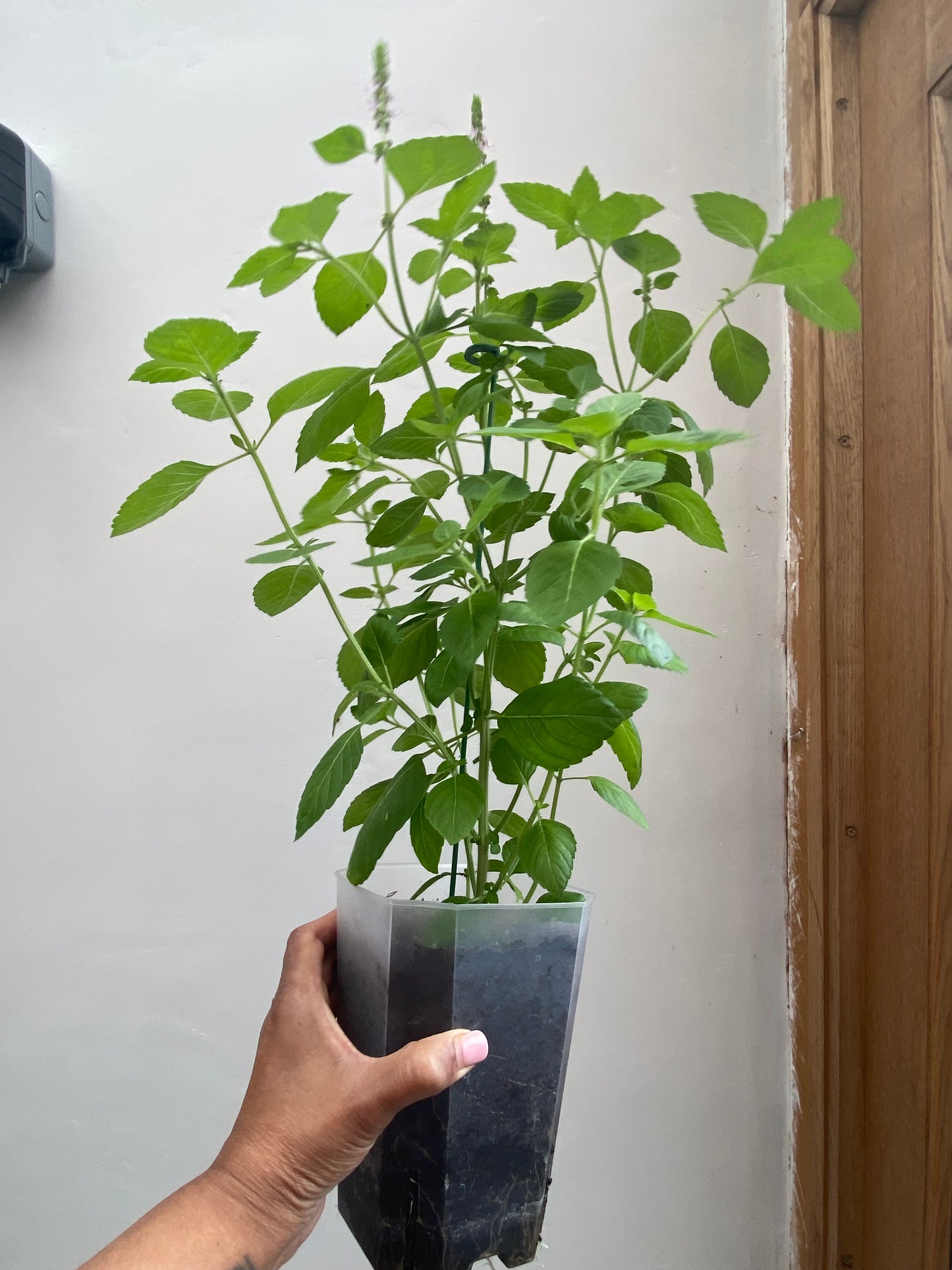 Tulsi Plant (Holy Basil) Root Control Pot