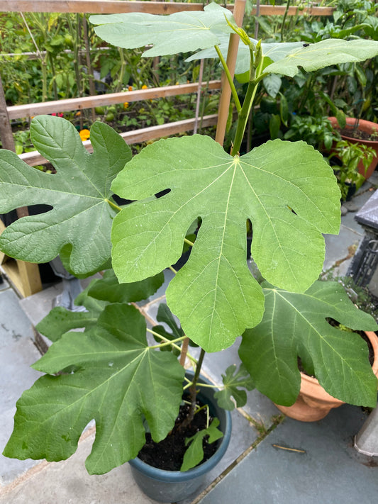 Fig Tree 'Brown Turkey' Collection only