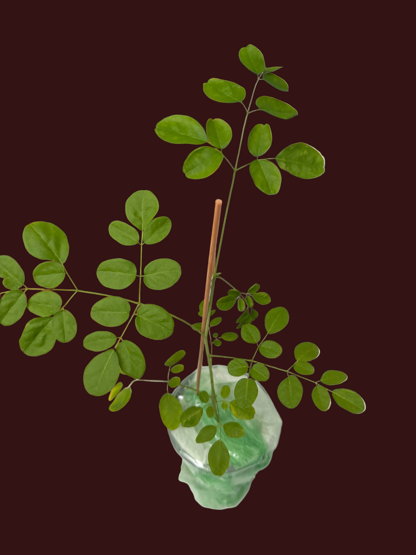 Moringa seedlings (Sale)