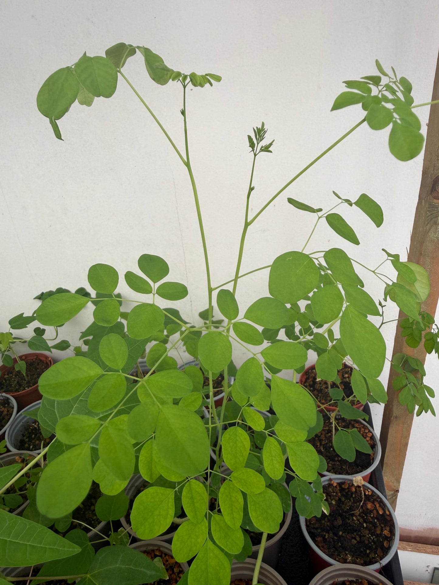 Moringa Plant - available for COLLECTION ONLY from HA8